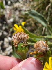 Senecio pyrenaicus
