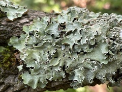 Flavopunctelia flaventior