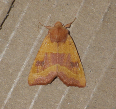Atethmia centrago