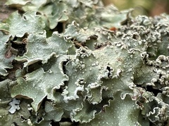 Flavopunctelia flaventior