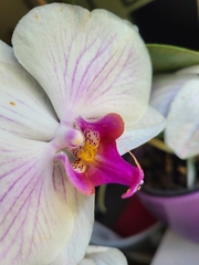 Phalaenopsis