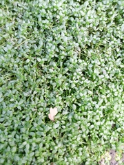 Callitriche