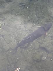 Catostomus commersonii