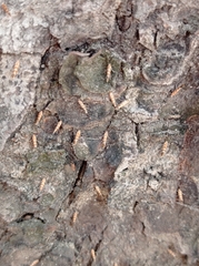 Cameraria ohridella
