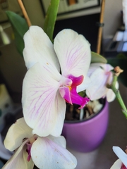 Phalaenopsis