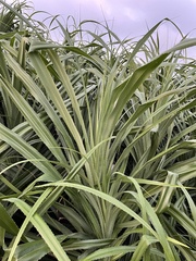 Pandanus odorifer