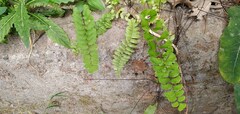 Adiantum philippense