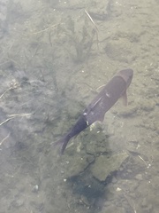 Catostomus commersonii