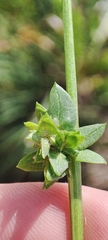 Atriplex