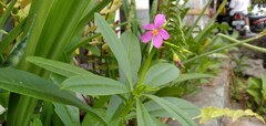 Talinum fruticosum
