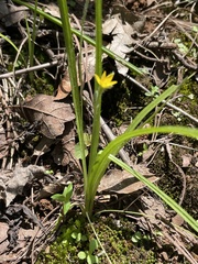 Hypoxis
