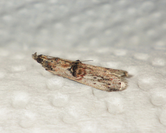 Nephopterix angustella
