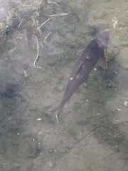 Catostomus commersonii