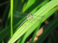 Aeshna mixta