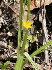 Hypoxis