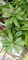 Talinum fruticosum