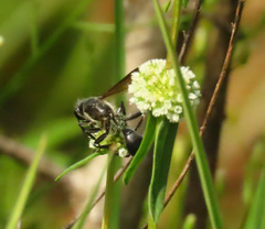 Isodontia