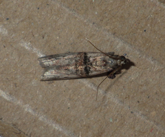 Nephopterix angustella