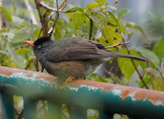 Hypsipetes borbonicus