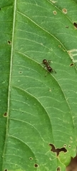 Myrmica