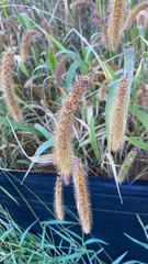 Setaria faberi