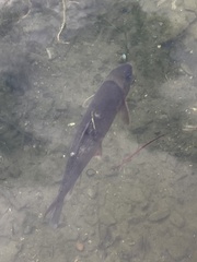 Catostomus commersonii