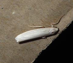 Eilema
