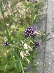 Verbena brasiliensis