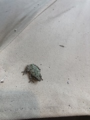 Hyla versicolor