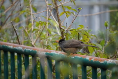 Hypsipetes borbonicus