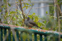 Hypsipetes borbonicus