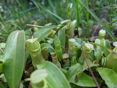 Nepenthes mirabilis