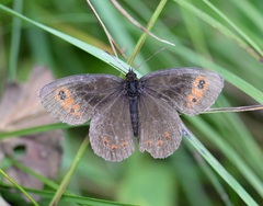 Erebia