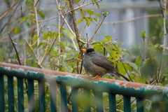 Hypsipetes borbonicus