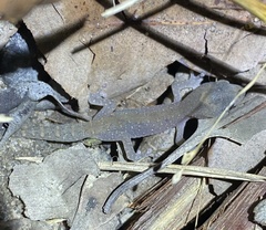 Diplodactylus vittatus