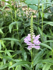 Physostegia