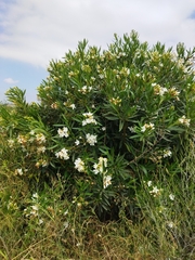 Nerium oleander