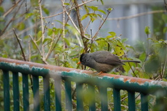 Hypsipetes borbonicus