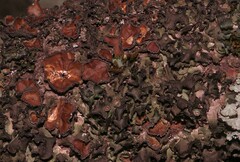 Pleurosticta acetabulum