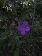 Geranium palustre
