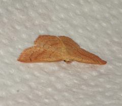 Cyclophora linearia