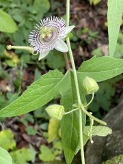 Passiflora exsudans