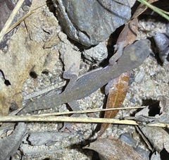 Diplodactylus vittatus