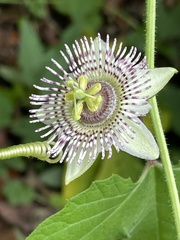 Passiflora exsudans