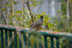 Hypsipetes borbonicus