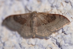 Idaea degeneraria