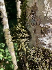 Cryphaea heteromalla