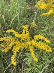 Solidago juncea