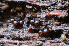 Trichia botrytis