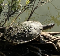 Emydura macquarii